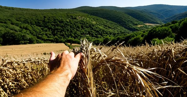 Vacances cévennes : plongez dans un écrin de nature authentique